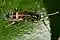 Orchesella cincta (6875710316).jpg