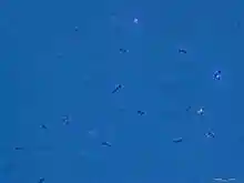 Geobacter sulfurreducens.TIF
