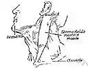 anatomize - dissect in order to analyze