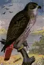 redtail - dark brown American hawk species having a reddish-brown tail