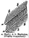 web - the flattened weblike part of a feather consisting of a series of barbs on either side of the shaft