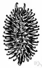 bur - seed vessel having hooks or prickles