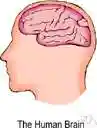 mental - involving the mind or an intellectual process