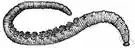 lug - marine worms having a row of tufted gills along each side of the back