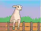 fold - a pen for sheep
