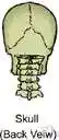 base - (anatomy) the part of an organ nearest its point of attachment