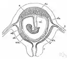 placental - mammals having a placenta