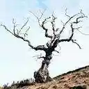 denuded - without the natural or usual covering