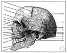 pit - a concavity in a surface (especially an anatomical depression)