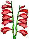 glad - any of numerous plants of the genus Gladiolus native chiefly to tropical and South Africa having sword-shaped leaves and one-sided spikes of brightly colored funnel-shaped flowers
