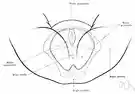 snatch - obscene terms for female genitals