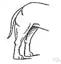 back - located at or near the back of an animal