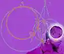 anatomize - analyze down to the smallest detail