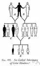 inheritance - hereditary succession to a title or an office or property