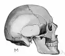 structure - a particular complex anatomical part of a living thing