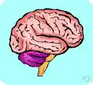 brain - that part of the central nervous system that includes all the higher nervous centers