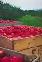 copious - affording an abundant supply