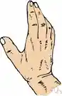 hand - the (prehensile) extremity of the superior limb