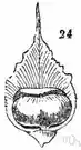 scale - a specialized leaf or bract that protects a bud or catkin