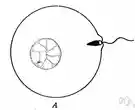 fertilization - creation by the physical union of male and female gametes