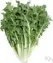 rocket - erect European annual often grown as a salad crop to be harvested when young and tender