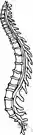back - the series of vertebrae forming the axis of the skeleton and protecting the spinal cord