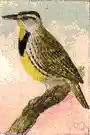 lark - North American songbirds having a yellow breast