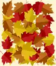 fall - the season when the leaves fall from the trees