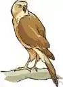 hawk - diurnal bird of prey typically having short rounded wings and a long tail