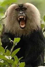 Lion-tailed macaque canine.jpg