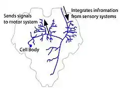 Interneuron566-01.jpg