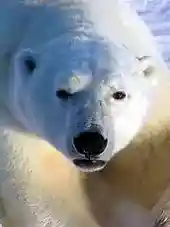 A bear with white fur and black eyes