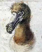 Painting of a dodo head from the chest up