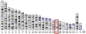 Chromosome 17 (human)