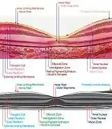 macula histology (OCT)