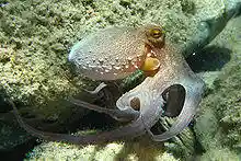 Octopus vulgaris2.jpg