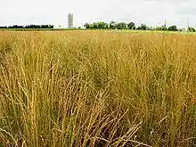 Thinopyrum intermedium field.jpg