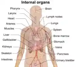 Internal organs.png