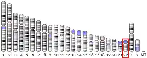 Chromosome 22 (human)