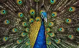 Peacock Plumage.jpg