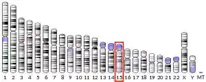 Chromosome 15 (human)
