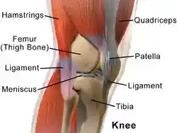 Blausen 0597 KneeAnatomy Side.png
