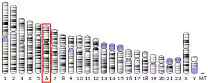 Chromosome 6 (human)