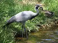 Demoiselle crane anthropoides virgo.jpg