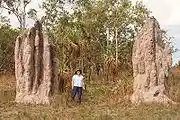 . These termite mounds have a base shaped like the base of a tree, about two meters wide and a meter high. From this base, rounded chimneys from half a meter to a meter in diameter rise to a total height of about four or five meters. The chimneys are fused together with ridges between, and terminate in rounded pinnacles at the top.