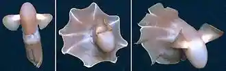Three images in sequence of a two-finned sea creature swimming with an 8-cornered web