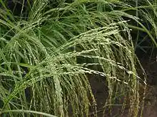 Teff pluim Eragrostis tef.jpg