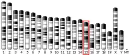 Chromosome 15 (mouse)