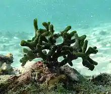Codium sp..jpg