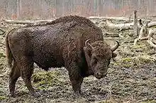 Bison bonasus (Linnaeus 1758).jpg